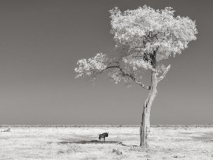 Un'altra Africa Uno sguardo diverso, filtrato, dei paesaggi e degli animali africani. Il bianco-nero o i colori surreali costringono a...