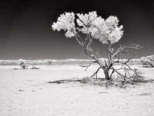 Testimoni silenziosi Gli alberi sono i protagonisti di questo progetto. Le foto sono scattate nel Kgalagadi, regione semidesertica del...