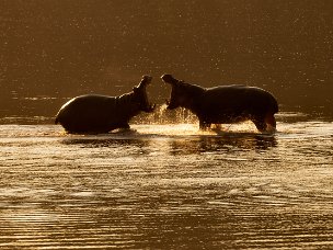 South Luangwa