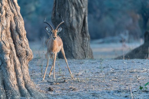 _D850407 Mana Pools NP - lower Zambesi River