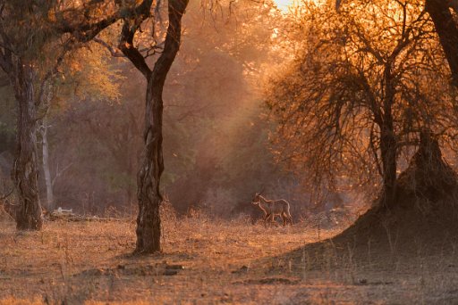 _D850527 Mana Pools NP - lower Zambesi River