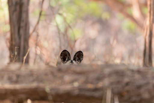 _D850747_el Mana Pools NP - lower Zambesi River