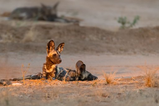 _D850858 Mana Pools NP - lower Zambesi River