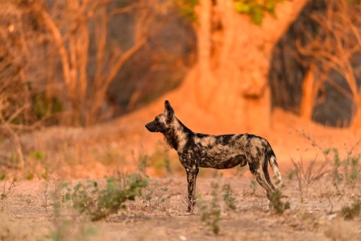 _D850864 Mana Pools NP - lower Zambesi River