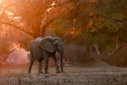 _D850909_el Mana Pools NP - lower Zambesi River