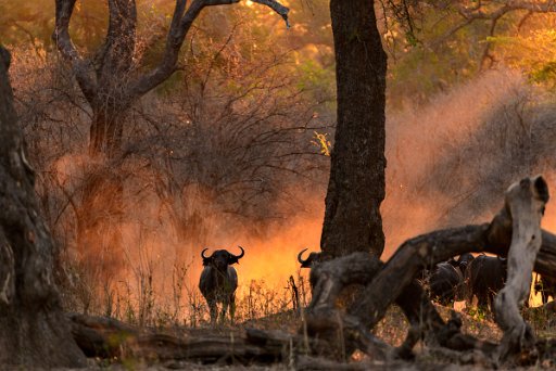 _D851251_el Mana Pools NP - lower Zambesi River