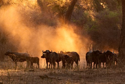 _D851257 Mana Pools NP - lower Zambesi River