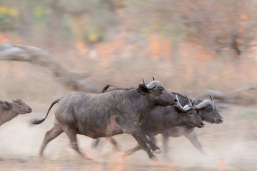 _D851283 Mana Pools NP - lower Zambesi River