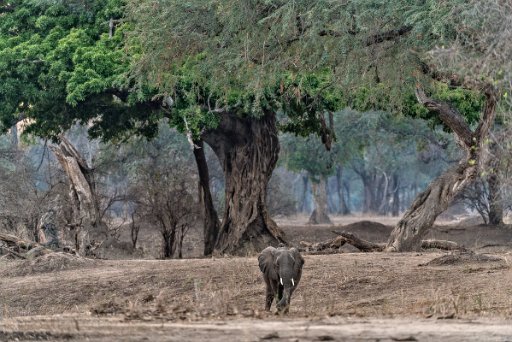 _D851304 Mana Pools NP - lower Zambesi River