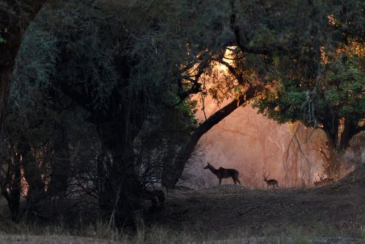 _D851337 Mana Pools NP - lower Zambesi River