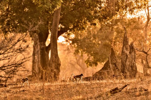 _D851372 Mana Pools NP - lower Zambesi River