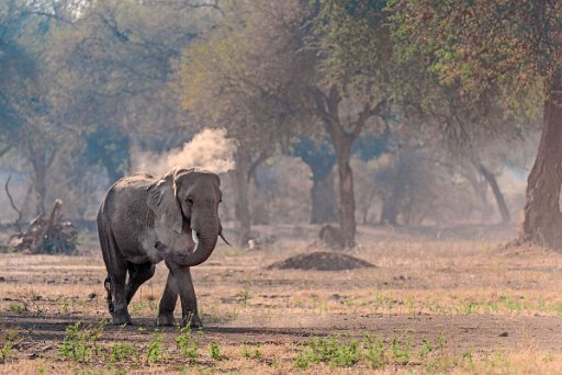 _D851520_1 Mana Pools NP - lower Zambesi River