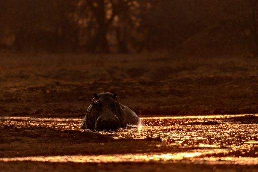 _D851776-1 Mana Pools NP - lower Zambesi River