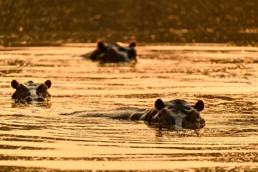 _D851810 Mana Pools NP - lower Zambesi River