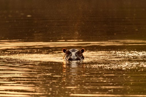 _D851813 Mana Pools NP - lower Zambesi River