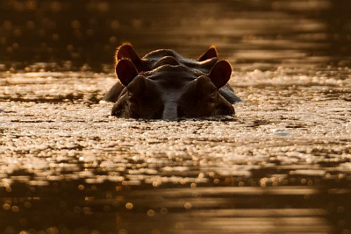 _D851830 Mana Pools NP - lower Zambesi River