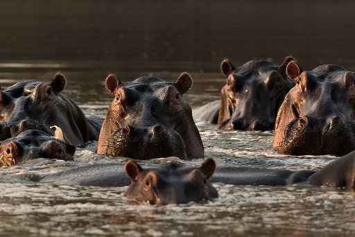 _D851861 Mana Pools NP - lower Zambesi River