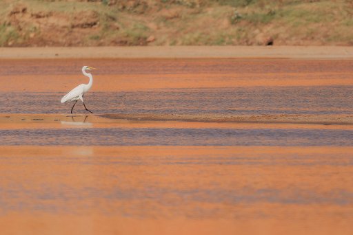 _D852178 Matusadona NP - lake Kariba