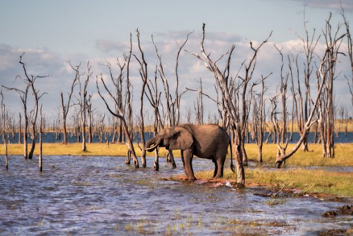 _DSC1292_si_oa Matusadona NP - lake Kariba