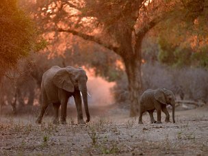 Luci d'Africa Mana Pools è un grande parco lungo il fiume Zambesi, nel cuore dell'Africa, tra lo Zambia e lo Zimbabwe. Quasi due...