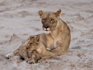 Botswana "It was the wildest, untouched Africa, and it was magic." - Jane Goodall. Il Botswana rappresenta una delle regioni più...