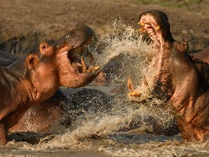 Ippopotami e coccodrilli Un remoto parco all'estremità sudoccidentale della Tanzania, in un ramo della Rift Valley, il Katavi, ospita nei sui...