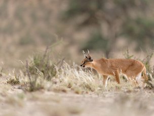 Kgalagadi Il Kgalagadi è la porzione sudafricana del Kalahari, la grande regione semidesertica suddivisa tra il Botswana, la...