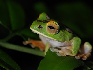 Madagascar La seconda isola del mondo per estensione è un immenso laboratorio di ricerca sull'evoluzione delle specie. Lemuri,...