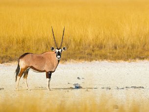 Namibia Un'Africa diversa da quella dei safari, con paesaggi mozzafiato, deserti, spiagge, montagne e una fauna diversa e...