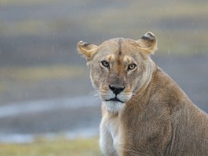 Tanzania Un safari classico nello Ngorongoro, Ndutu e Serengheti. Grandi spazi, animali, il primo vero contatto con l'Africa...