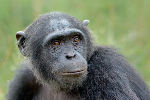 _GA70048 Scimpanzé - Foresta pluviale del Gabon