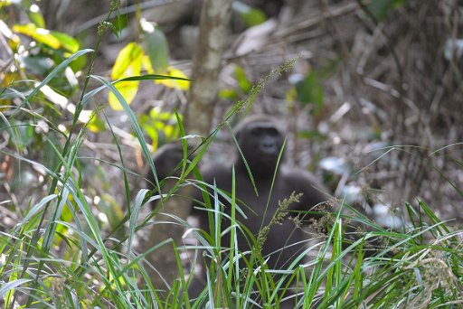 _GAB5385 Gorilla di pianura - Foresta pluviale del Gabon