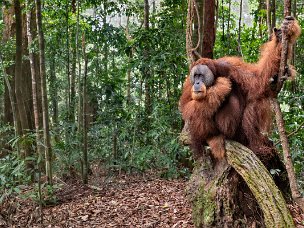 Orango utan Orango utan, uomo della foresta in indonesiano. E' impressionante la vicinanza di questi primati alla specie Homo...