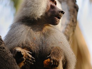 Papio hamadryas In una ristretta zona dell'Etiopia vivono gli Amadriadi, simili a babbuini ma con un bellissimo mantello di pelo...