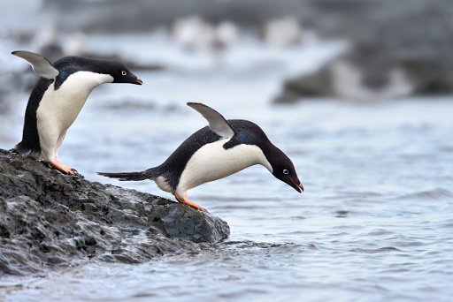 _D4L0010_el Pinguini di Adelia - Adelie Penguins - Penisola Antartica