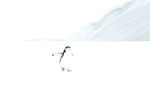 _D4L2793 Pinguino Antartico - Chinstrap Penguin - Penisola Antartica