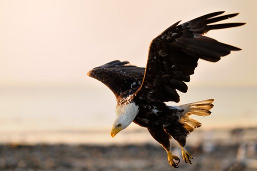 aquila_2_filtered_1