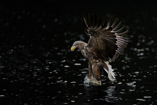 _D4D7654_sp Aquila coda-bianca (White -tailed eagle) - Norvegia