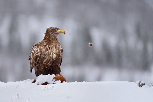_D4D7938_el1 Aquila coda-bianca (White -tailed eagle) - Norvegia