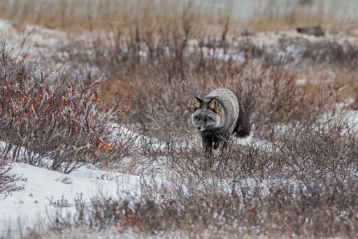 _DSC0385