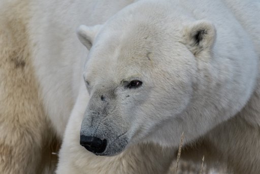 _DSC1247_1