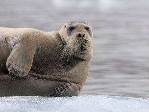 Altri animali