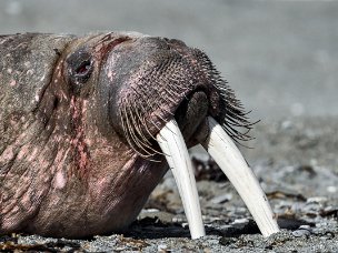 Trichechi I trichechi sono animali “difficili”. Difficile poterli ammirare per la bellezza, per il portamento, per il...