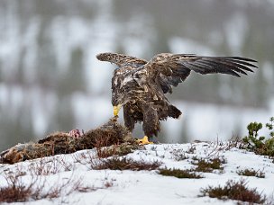 Aquile Dai fiordi norvegesi alle fredde distese della Lapponia finlandese, fino alla grande pianura ungherese spazzata dai...