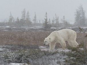 Baia di Hudson Ogni anno in ottobre-novembre oltre 1000 orsi polari si spostano verso la baia di Hudson, nel nord del Canada. Il mare...