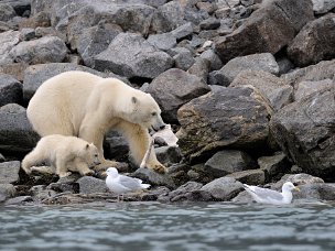 Svalbard Un mondo di acqua, ghiaccio, vento, animali, ultimo avamposto della civiltà prima dei ghiacci dell'Artico. E' il mondo...