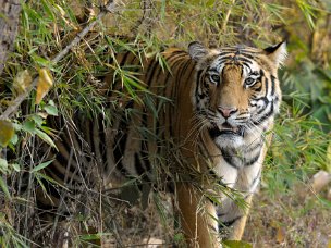 tiger, tiger Sulle tracce della tigre nei parchi dell'India Centrale. Non è facile trovare la tigre, almeno nel periodo di dicembre....