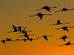 Flamingos Migliai di fenicotteri vivono nei vasti stagni salmastri della Camargue, il grande delta del Rodano nella Francia...