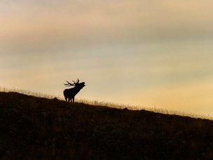 PNA Parco Nazionale d'Abruzzo
