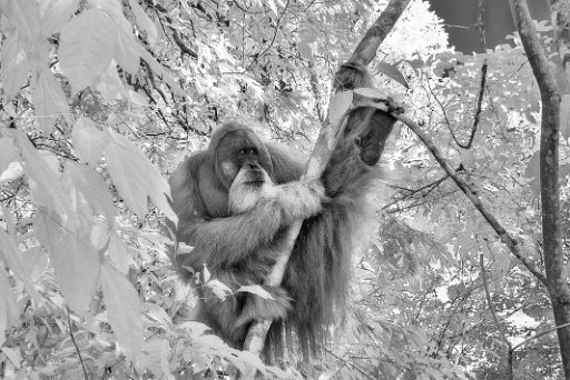 DSC_7819_bw